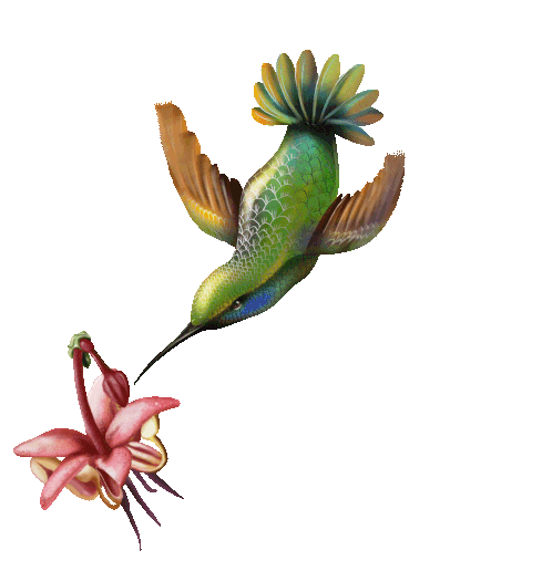 custom image section