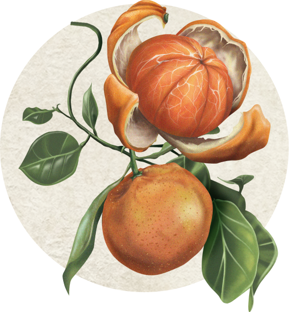 A Symphony of Citrus, Spice & Herb