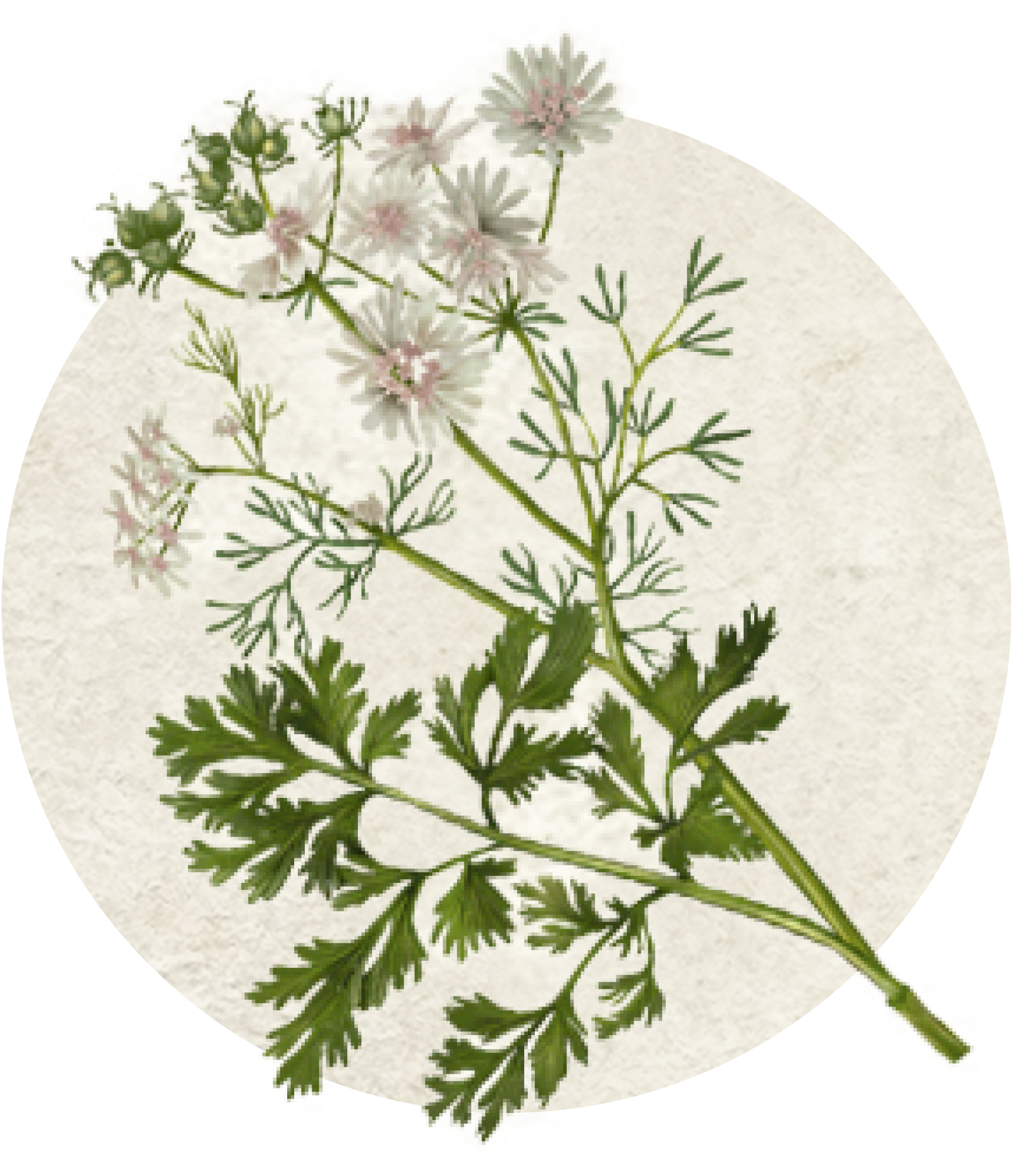 Manzanilla & Angelica root